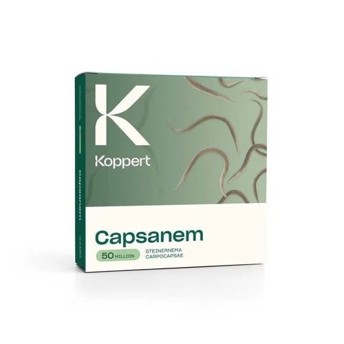 Capsanem 50 Mill Steinernema carpocapsae Koppert 24h service