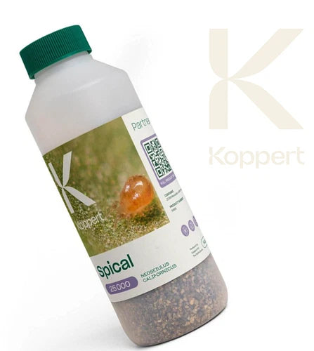 Spical 25000 Neoseiulus californicus Koppert 24h service