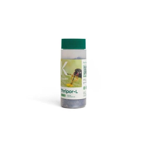 Thripor Laevigatus/500/100ml Koppert 24h service